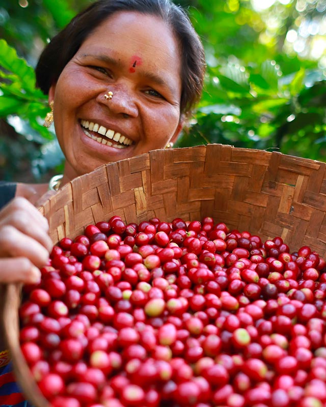café indien haute de gamme, pourquoi choisir du café indien ?