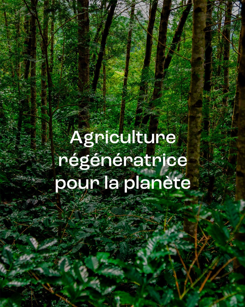 Arakunomics : culture régénératrice café bio