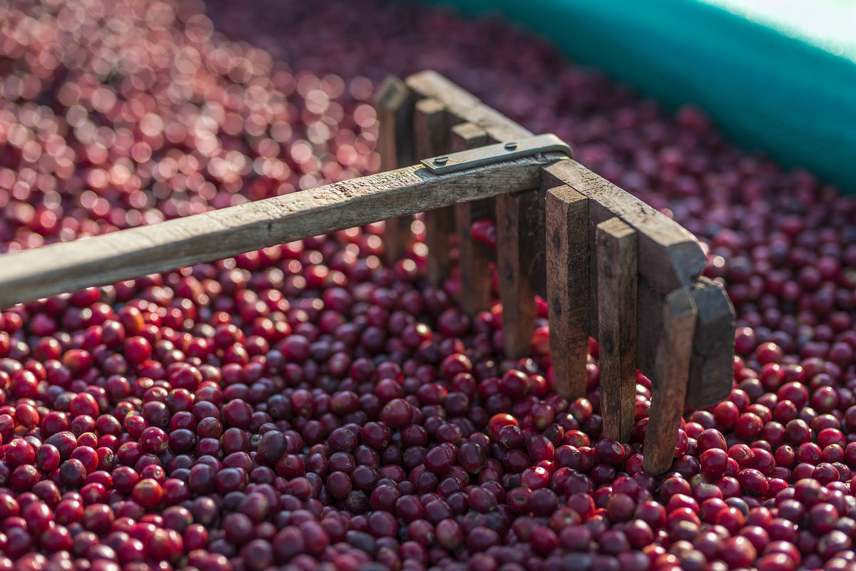 Processus de séchage des cerises de cafés dans la vallée d'Araku