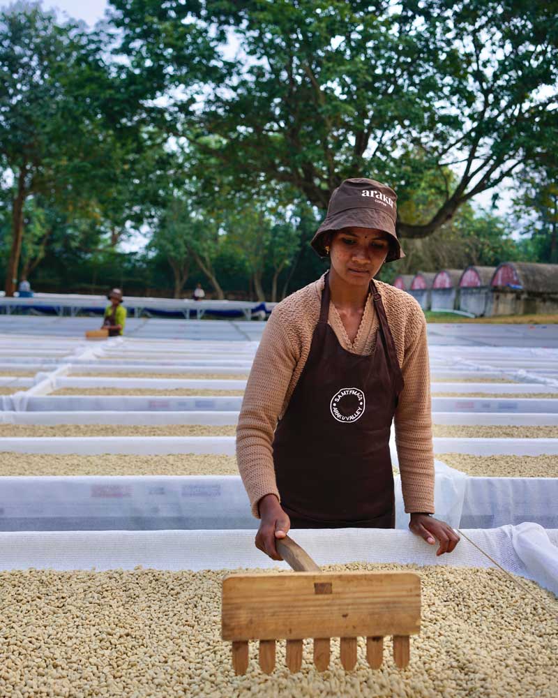 Café pur arabica Araku : café de spécialité bio
