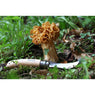 Couteau à champignons pliant N°08 lame inox 8 cm Opinel - Mathon - 3