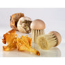 Brosse à champignons La Bonne Graine - Mathon - 2