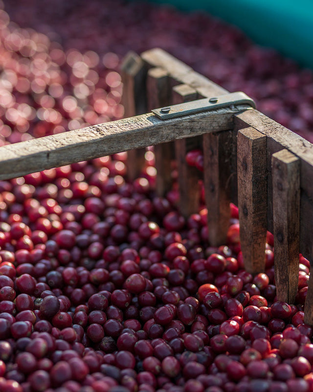 tous les cafés Araku sont traités directement à la coopérative d'araku. afin d'être transformé localement de la cerise au grain de café